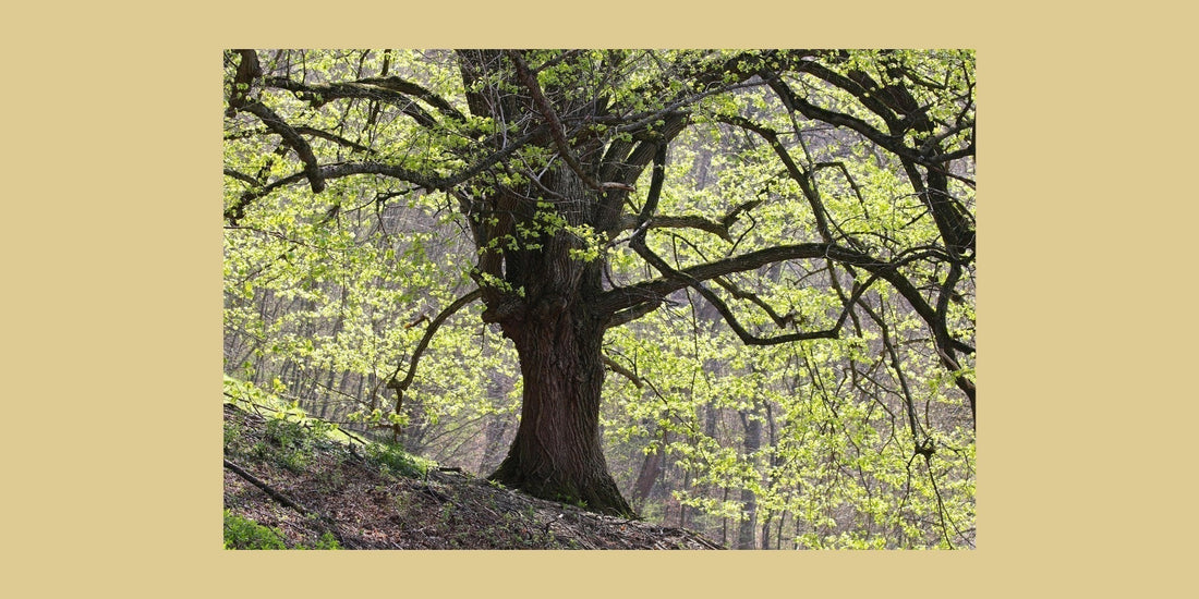Eine mächtige Eiche im Frühling