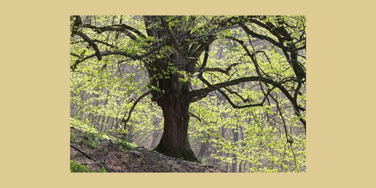 Eine mächtige Eiche im Frühling