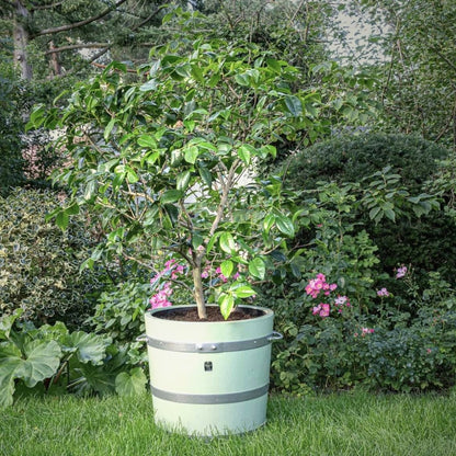 Blassgrüner Pflanzkübel in Szene gesetzt – bepflanzt mit Ziergehölz