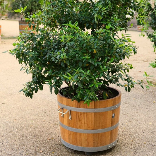 Eichenholz-Pflanzbottich mit 70 cm Durchmesser – Raum für Jahre des Wachsens