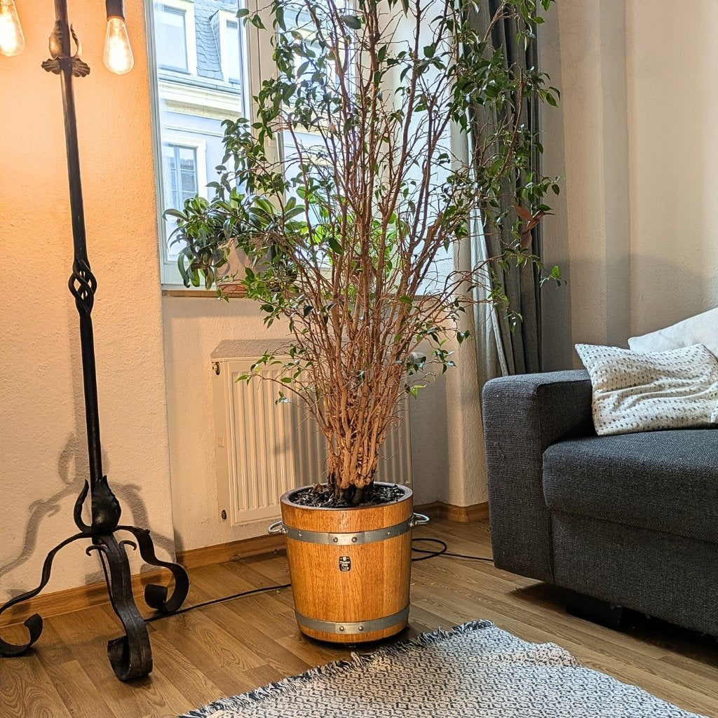 Kleiner Pflanzkübel aus Eichenholz im Wohnzimmer, bepflanzt mit Ficus