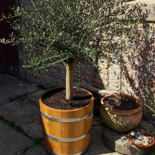 Schräger Blick auf bepflanzten Holzkübel mit Olivenbäumchen – mediterrane Ruhe in Holz gefasst