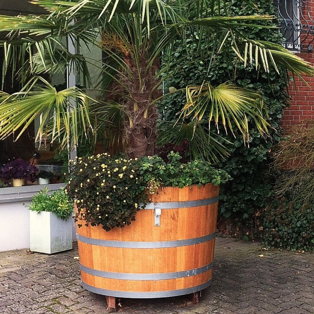 xxl Pflanzbottich mit Palme schmückt eine Außenanlage