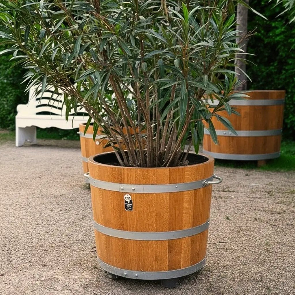 Ein großer Pflanzkübel ziert den Schlosspark Pillnitz