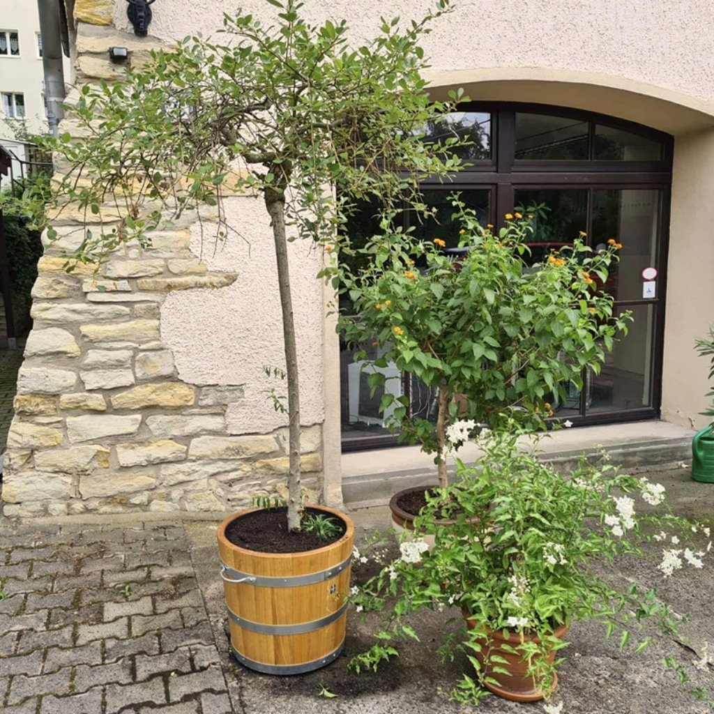 Lasierter Eichenholzkübel mit Bäumchen im Hof vor einer charmanten Hausecke